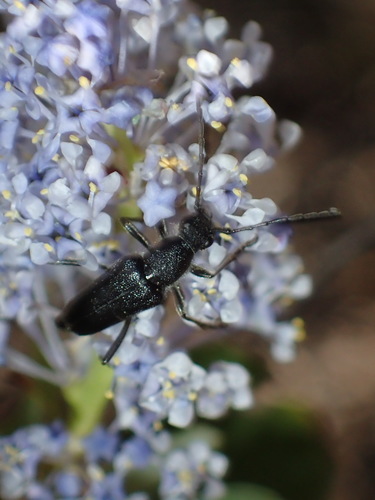 iNaturalist observation photo of Dimorphic Flower Longhorn Beetle