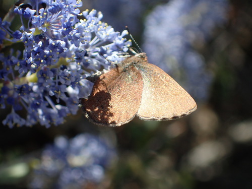 iNaturalist observation photo of Brown Elfin