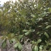 Quercus tarahumara - Photo 由 Manuel Nevárez 所上傳的 (c) Manuel Nevárez，保留所有權利