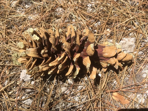 southwestern white pine