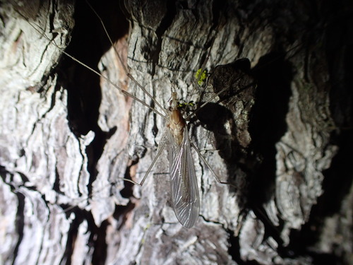 iNaturalist observation photo of Crane Flies
