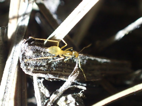 iNaturalist observation photo of North American Honeypot Ants