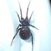 Steatoda hespera - Photo (c) Cedric Lee, all rights reserved, uploaded by Cedric Lee