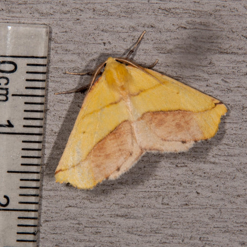 Sharp-lined Yellow