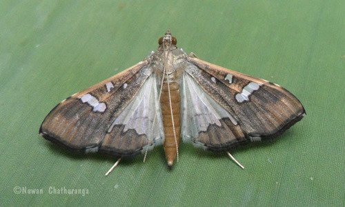 Mung Bean Moth