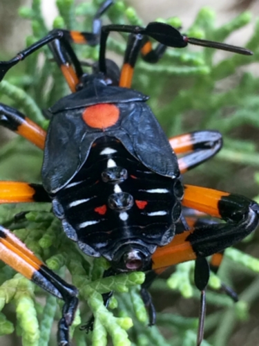 Pachylis gigas