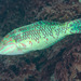 Weedy Surge Wrasse - Photo (c) Ian Shaw, all rights reserved, uploaded by Ian Shaw