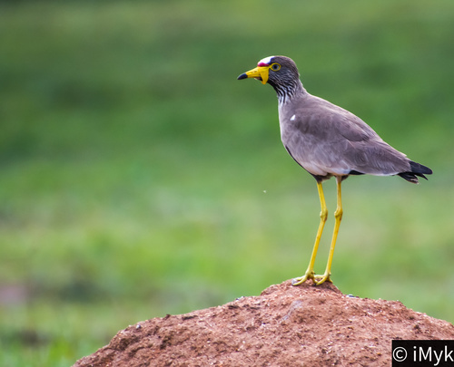 Wattled Lapwing