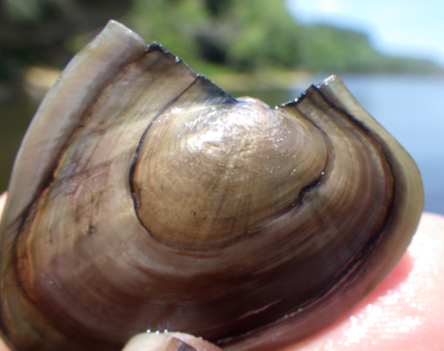 Pink Papershell