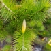 Stenanthera pinifolia - Photo (c) saktoth, todos os direitos reservados