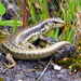 Small-scaled Skink - Photo (c) Andrew Blayney, all rights reserved, uploaded by Andrew Blayney