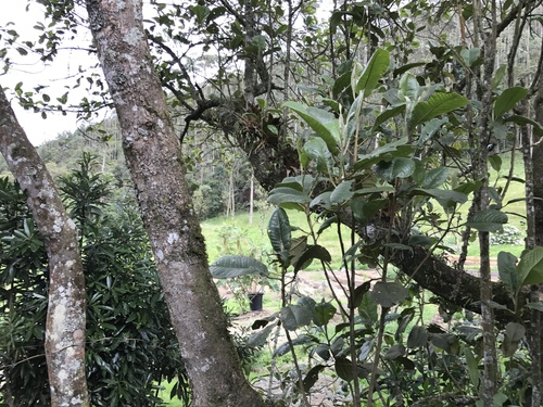Hieronyma macrocarpa