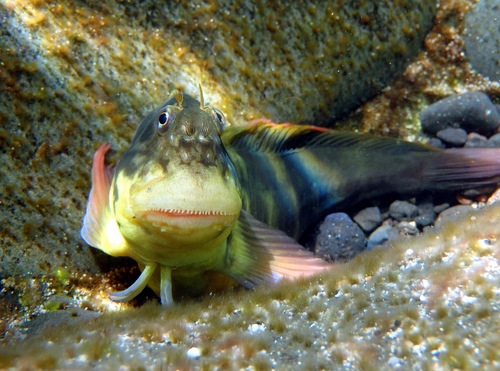 East Atlantic Redlip Blenny
