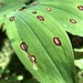 Phyllosticta convallariae - Photo (c) alainc, כל הזכויות שמורות