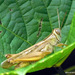 Eyprepocnemis alacris - Photo (c) Rajib Maulick, all rights reserved, uploaded by Rajib Maulick