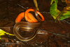 Adorned Graceful Brown Snake - Photo (c) J.P. Lawrence, all rights reserved