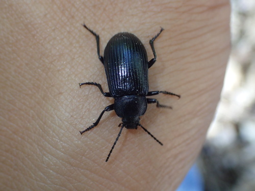 iNaturalist observation photo of Helops