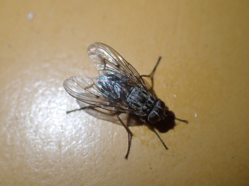 iNaturalist observation photo of House Flies and Allies