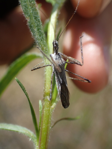 iNaturalist observation photo of Four-spurred Assassin Bug