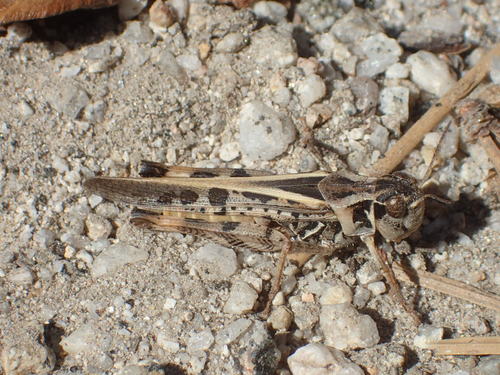 iNaturalist observation photo of Clear-winged Grasshopper