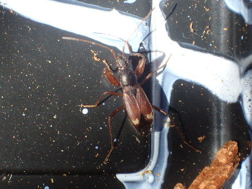 iNaturalist observation photo of Ashlockaria diadema