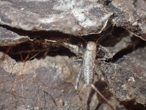 iNaturalist observation photo of Western Brush Cricket
