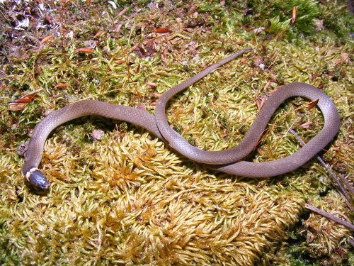 Bocourt's Black-headed Snake