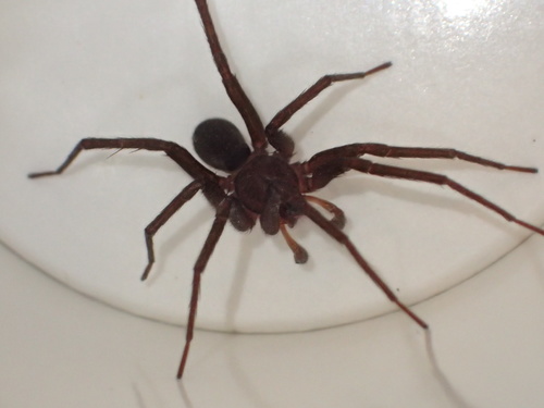 iNaturalist observation photo of False Wolf Spiders