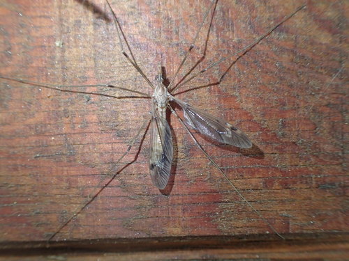 iNaturalist observation photo of Crane Flies