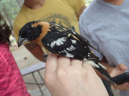 iNaturalist observation photo of Black-headed Grosbeak