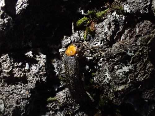 iNaturalist observation photo of Chaparral Leatherwing Beetle