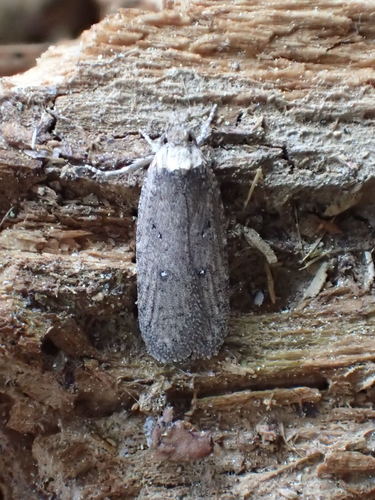 iNaturalist observation photo of Agonopterix