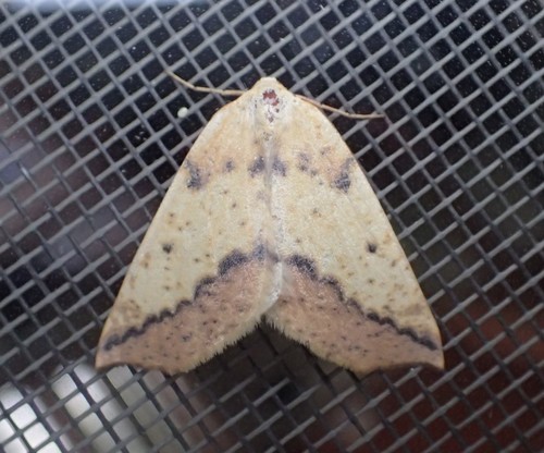 iNaturalist observation photo of Neoterpes edwardsata