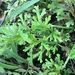 Selaginella sertata - Photo 由 Israel Ramone 所上傳的 (c) Israel Ramone，保留所有權利