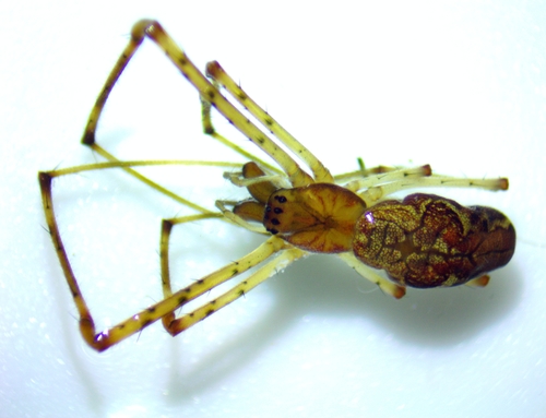 Tetragnatha versicolor