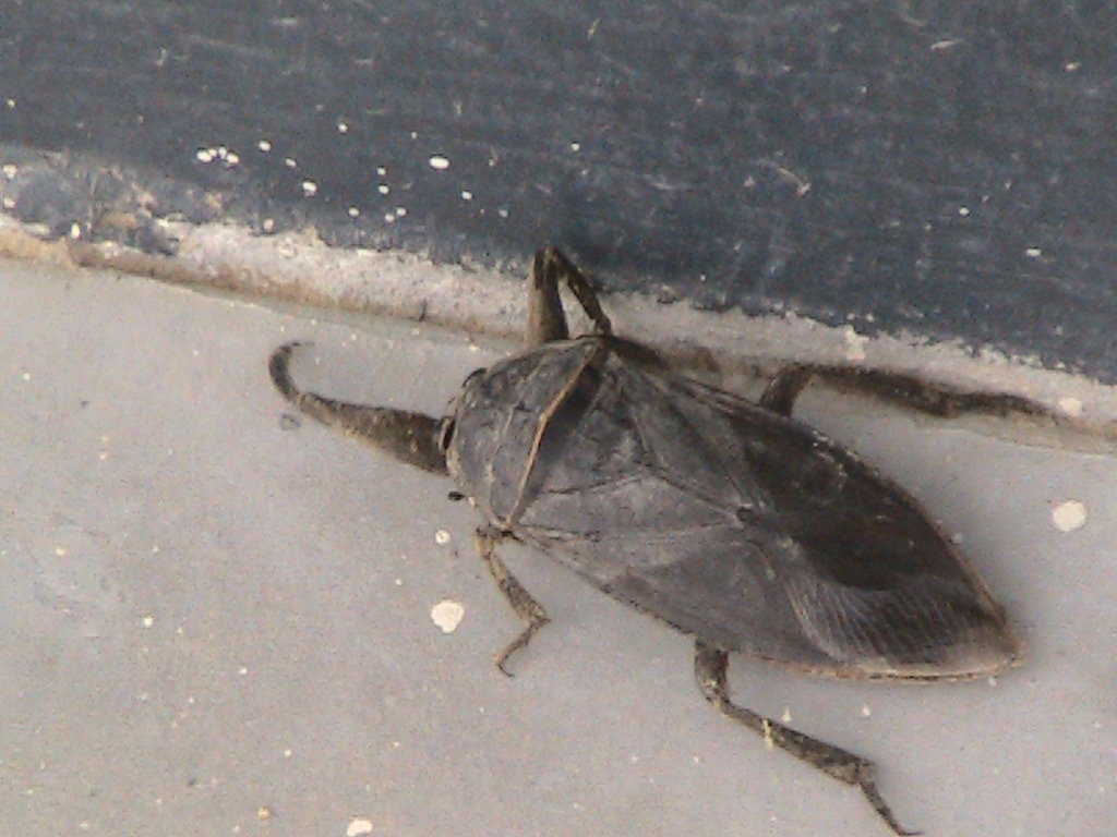 Lethocerus from Piura, North Perú on February 5, 2012 by Ernesto Málaga ...