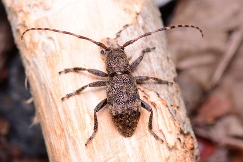 Pterolophia jiriensis · iNaturalist