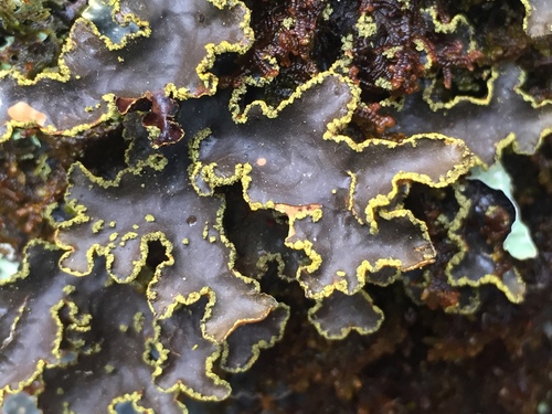 Yellow Specklebelly
