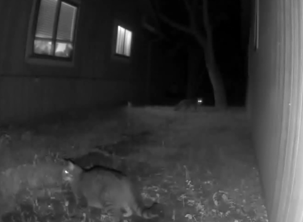 Gray Fox from Molokai Dr, Austin, TX, US on June 24, 2020 at 03:11 AM ...