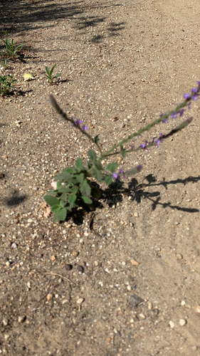 iNaturalist observation photo of western vervain