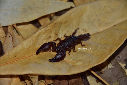 Diplocentrus insularis · iNaturalist