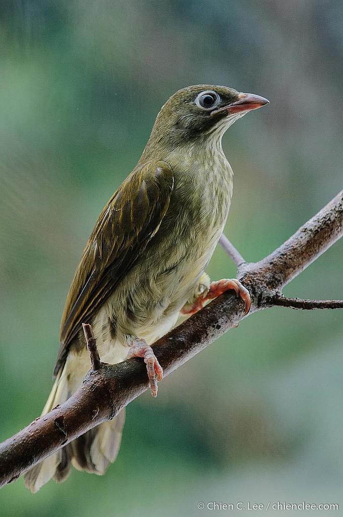 Malaysian Honeyguide photo