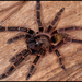 Red Skeleton Tarantula - Photo (c) Michael Jacobi, all rights reserved, uploaded by Michael Jacobi