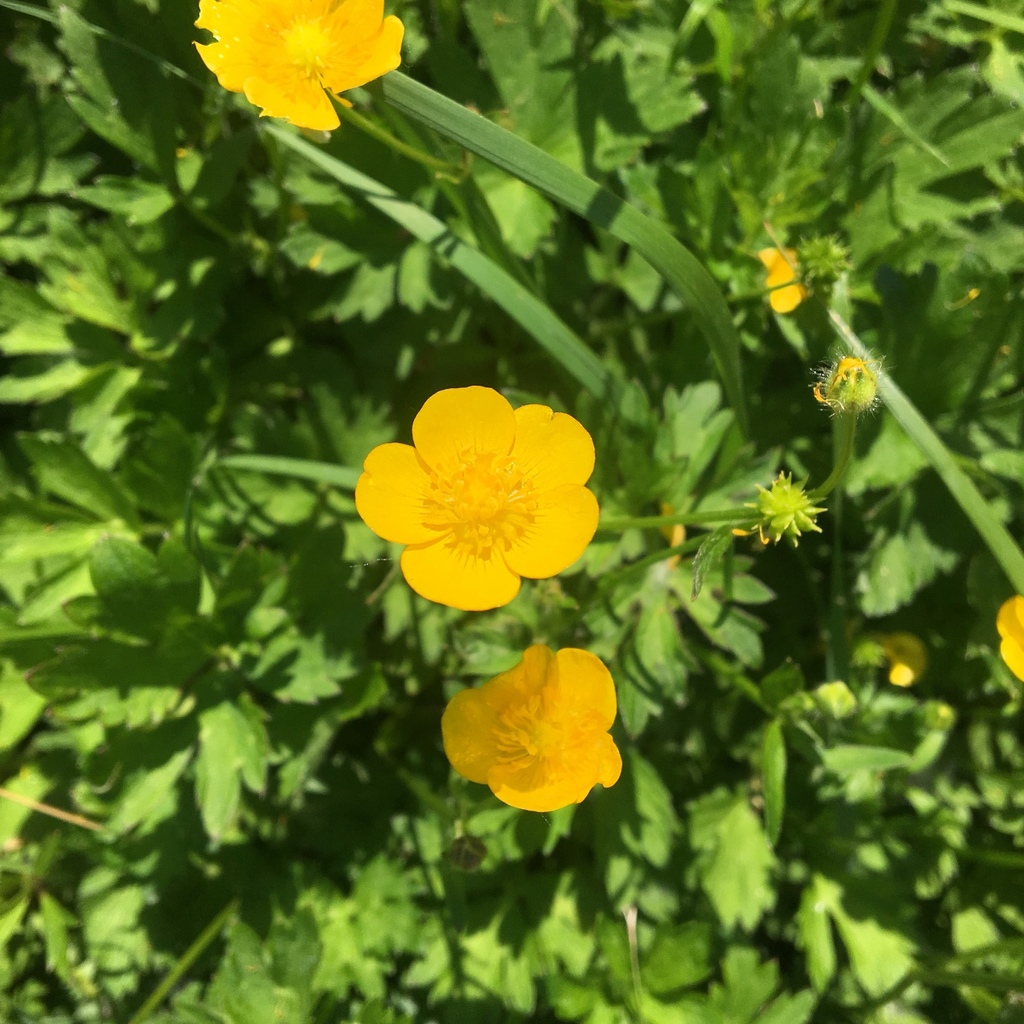 Creeping buttercup from 1742 S Shelton St, Seattle, WA, US on May 29 ...