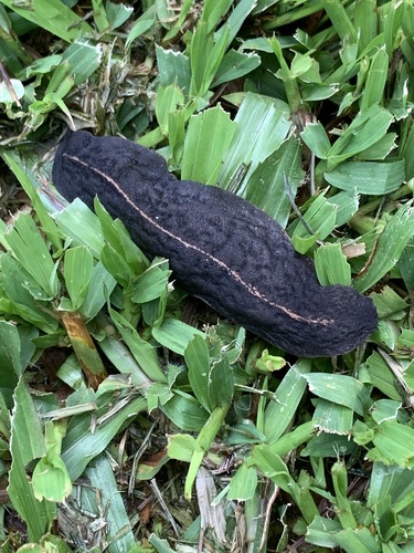 Tropical Leatherleaf Slug