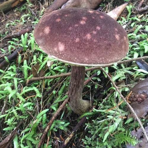 admirable bolete