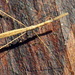Pseudometapterus frutillarensis - Photo (c) Fernando Tellez, todos los derechos reservados, subido por Fernando Tellez