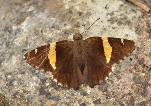 Golden Banded-Skipper