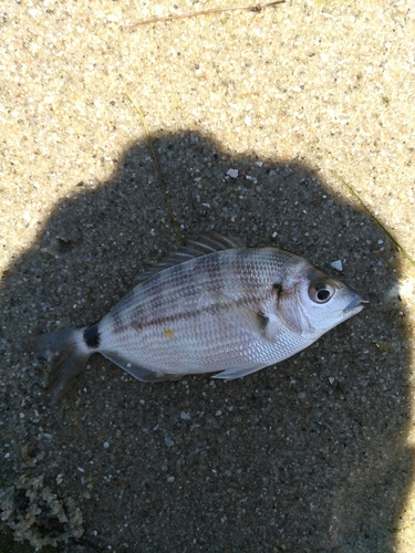 Senegal seabream