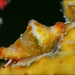 Rotaovula septemmacula - Photo (c) Brian Mayes, todos los derechos reservados, subido por Brian Mayes
